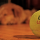 Illustration for article titled Shooting Challenge: Bokeh, Gallery 1